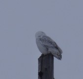 Enlarge photo 122