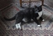 Charles The Cat