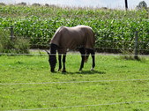Enlarge photo 56
