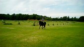 Enlarge photo 77