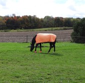 Enlarge photo 46