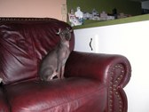 Enlarge photo 47