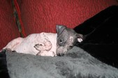 Enlarge photo 43