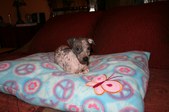 Enlarge photo 47