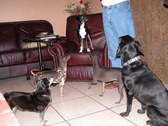 Enlarge photo 77