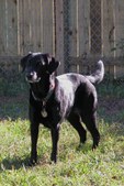 Our Other Dog Friends & Family