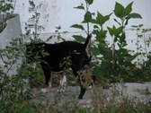 Enlarge photo 64