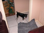 Enlarge photo 96