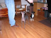 Enlarge photo 55