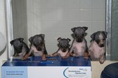 Tewiee and Jake puppies