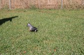 Enlarge photo 105
