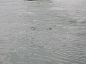Enlarge photo 94