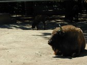 Enlarge photo 31