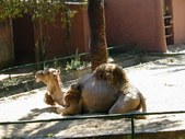 Enlarge photo 67