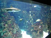 Enlarge photo 225