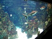 Enlarge photo 226