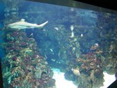 Enlarge photo 227