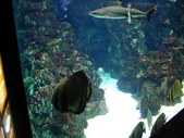 Enlarge photo 228