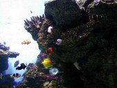 Enlarge photo 230