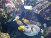 Enlarge photo 239