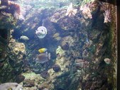 Enlarge photo 242