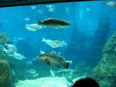 Enlarge photo 243