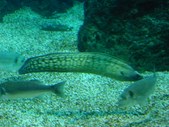 Enlarge photo 244