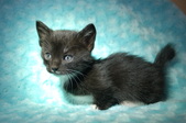 Expected Munchkin Manx Litter