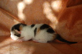 Enlarge photo 15