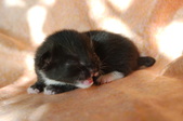 Enlarge photo 21
