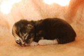 Enlarge photo 25