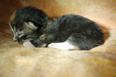 Enlarge photo 26