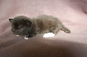 Enlarge photo 10