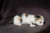 Enlarge photo 13