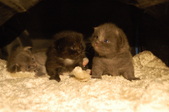 Enlarge photo 18