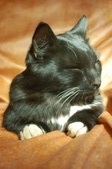 Enlarge photo 23