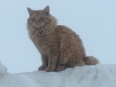 Our Male: Gurt