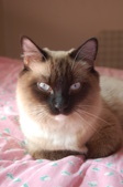 Our Munchkin Queen: Scooter