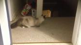 Enlarge MOV 22