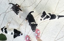 4H puppies