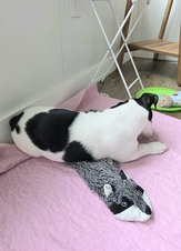 Enlarge photo 11