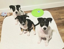 H puppies