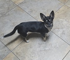 Chili