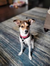 Cooper