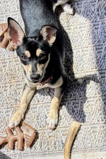 Cora