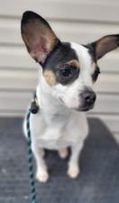 Frannie - Piney River, VA