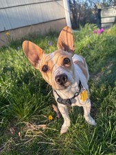 Georgie