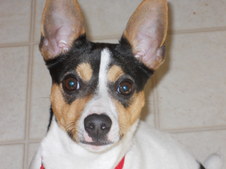 Gabby (DeWitt, Michigan)