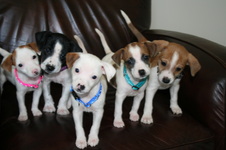 Indiana Nursery (Carmel, IN)