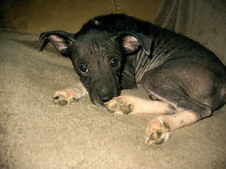 Paula Red and Pink Lady